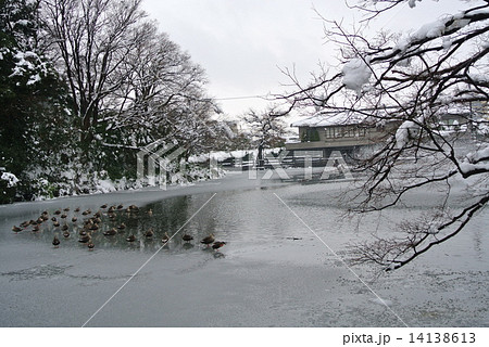 富山県の高岡古城公園 14138613