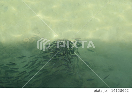 魚の群れ 14138662