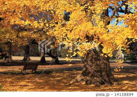 銀杏と黄金のカーペット 銀杏と黄金のカーペット 14138894