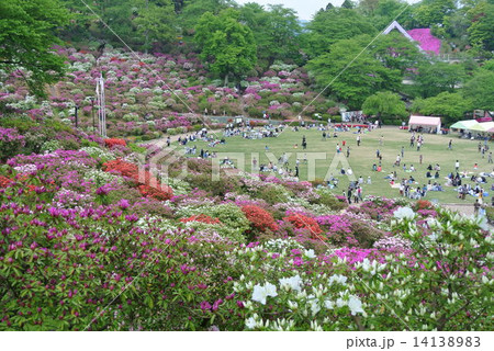 福井県鯖江市の西山公園つつじの写真素材 1413