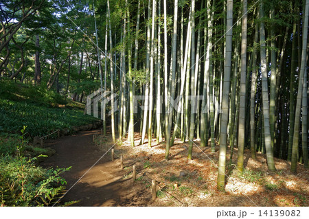 都立殿ヶ谷戸庭園の竹の小径 14139082