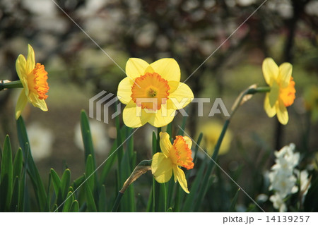 水仙 水仙 14139257