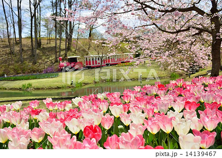 とっとり花回廊 14139467