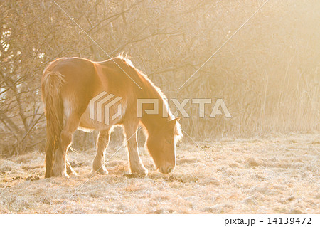 朝焼けの中の寒立馬 朝焼けの中の寒立馬 14139472
