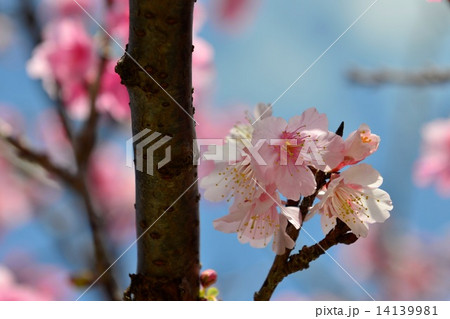 桜 桜 14139981