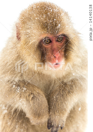 Japanese Snow Monkey 14140138