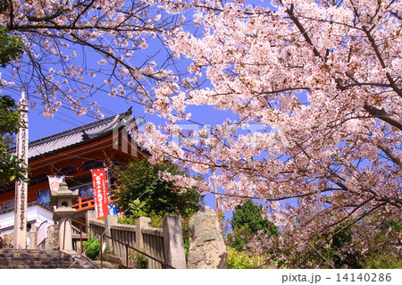 千光寺（尾道）に咲く桜 14140286