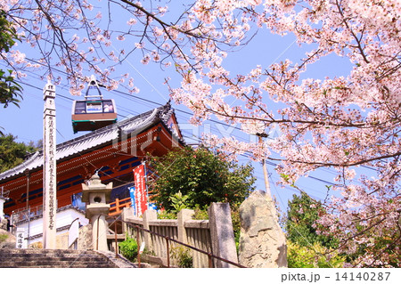 千光寺(尾道)に咲く桜 千光寺(尾道)に咲く桜 14140287