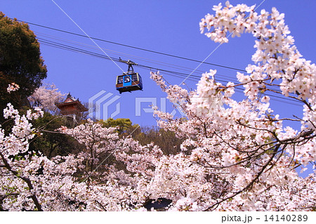 千光寺(尾道)に咲く桜の上をロープウェイが行く 千光寺(尾道)に咲く桜の上をロープウェイが行く 14140289