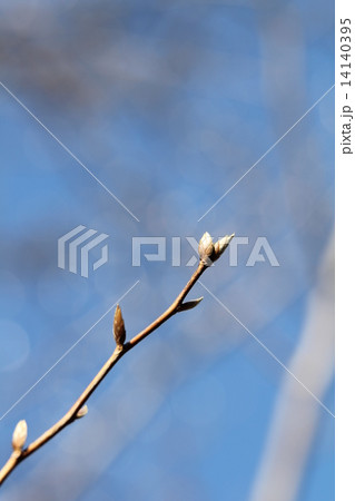 ヒメシャラの冬芽 14140395