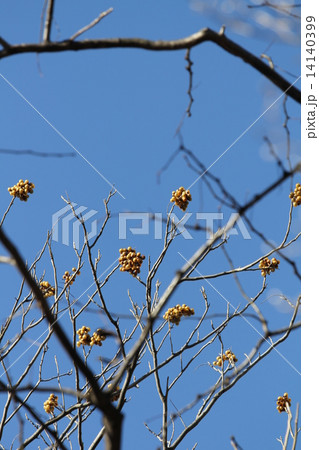 ムクロジの実 14140399