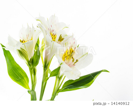白ユリ　White lily 14140912