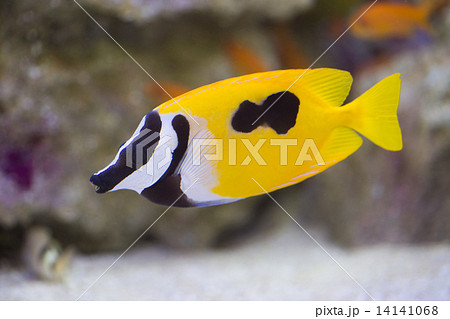 ヒフキアイゴ 14141068