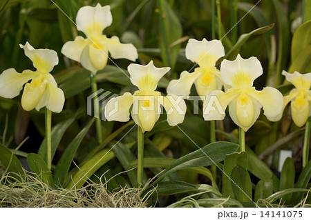 パフィオペディルム 14141075