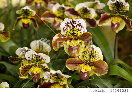 パフィオペディルム 14141081