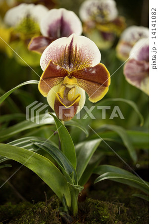 パフィオペディルム パフィオペディルム 14141082