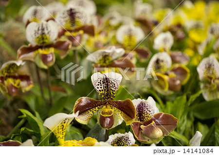 パフィオペディルム パフィオペディルム 14141084