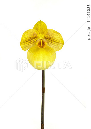 パフィオペディルム 14141088