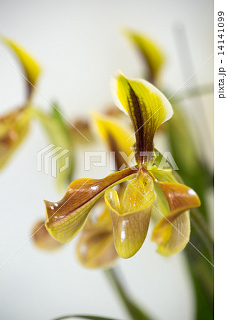 パフィオペディルム パフィオペディルム 14141099