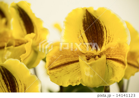 パフィオペディルム パフィオペディルム 14141123