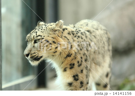 ユキヒョウ 14141156