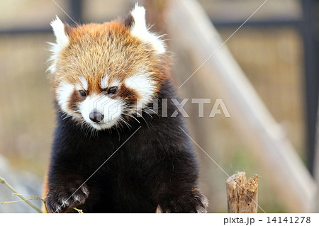 レッサーパンダ 14141278