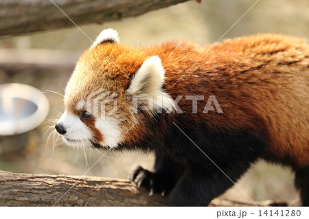 レッサーパンダ 14141280
