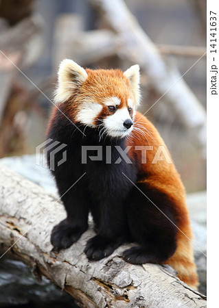 レッサーパンダ 14141637