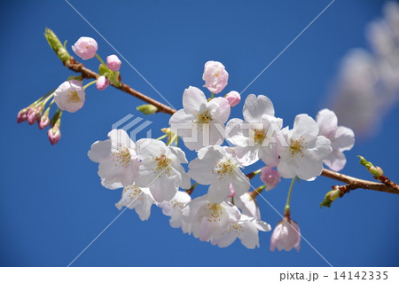 桜 14142335