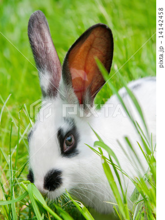 Rabbit sitting in grass, smiling at camera Rabbit sitting in grass, smiling at camera 14142458