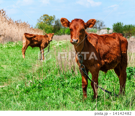 Small gobies grazing in the field Small gobies grazing in the field 14142482