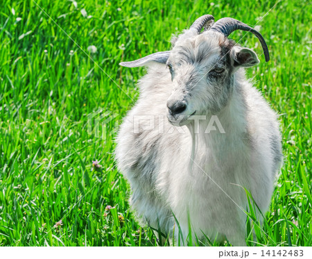 Portrait of a goat on a green meadow. Portrait of a goat on a green meadow. 14142483
