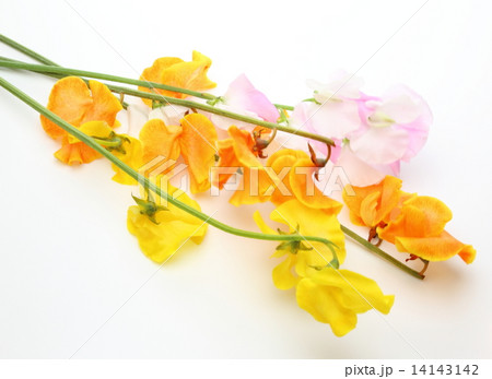 スイートピー スイートピー 14143142