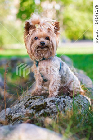 Yorkshire Terrier smiling at camera Yorkshire Terrier smiling at camera 14143186