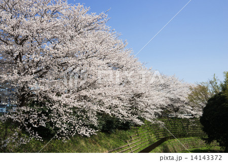 黒須田川の桜並木 14143372