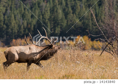 Bull Elk Bugling in Rut 14143840