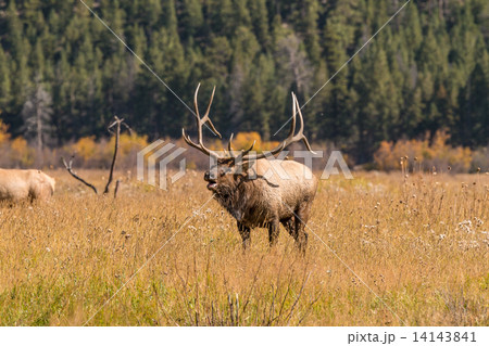 Bull Elk Bugling in Rut 14143841