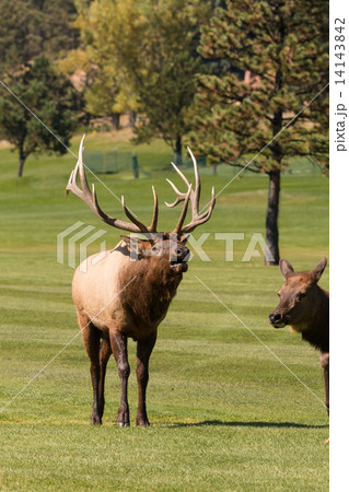 Bull Elk Bugling in Rut 14143842