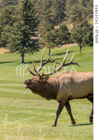 Bull Elk Bugling in Rut 14143843