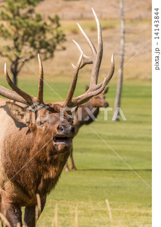 Bull Elk Bugling in Rut 14143844