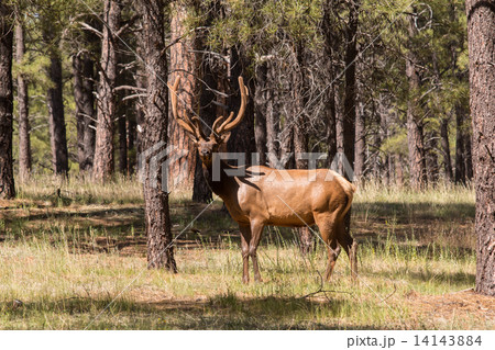 Bull Elk in Velvet 14143884