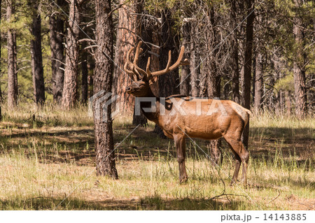 Bull Elk in Velvet 14143885