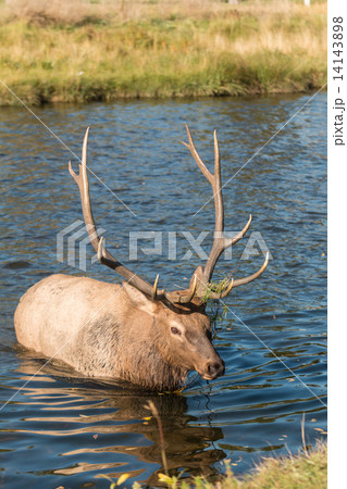 Bull Elk in Stream 14143898