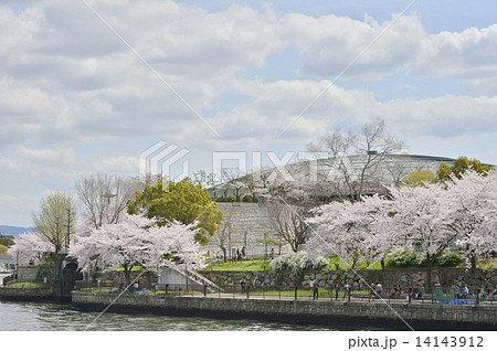 大阪城ホール 桜 大阪城ホール 桜 14143912
