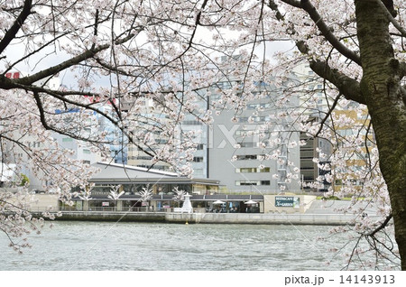 南天満公園 満開の桜 八軒屋浜 14143913