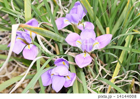 寒咲アヤメの花 14144008