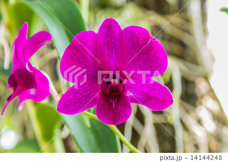 Beautiful purple orchid Beautiful purple orchid 14144248