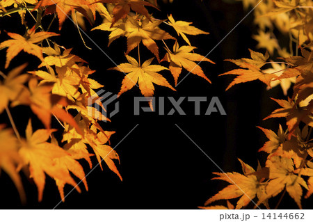 夜の紅葉 14144662