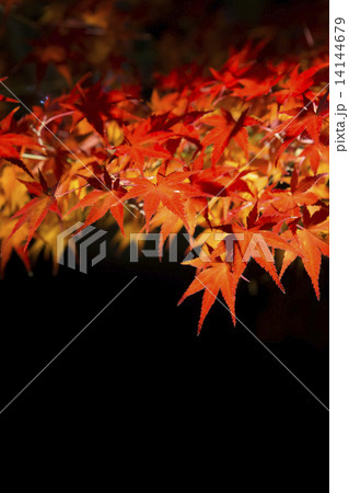 夜の紅葉 夜の紅葉 14144679