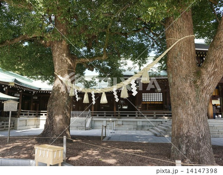 明治神宮 夫婦楠の写真素材